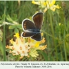 polyommatus dorylas ispravnaya female 1